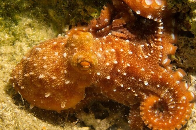 Crete-Chania: Snorkeling & Scuba Dive for Beginners by Boat - What is included for $181.02