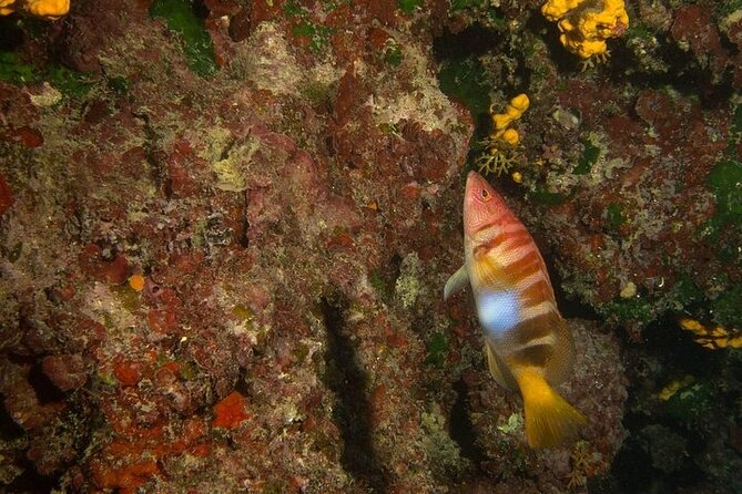 Crete-Chania: Snorkeling & Scuba Dive for Beginners by Boat - Who will enjoy this most