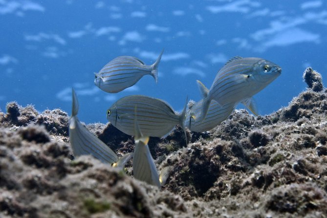 Crete Introductory Scuba Diving Experience - What this Crete scuba experience really offers