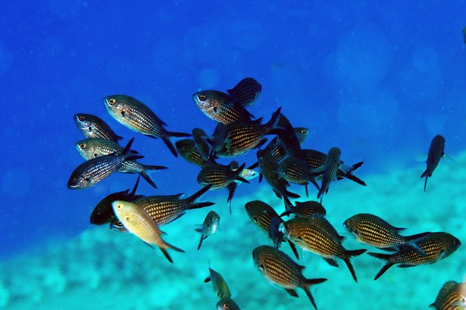 Crete Introductory Scuba Diving Experience - The 9:00 am start and meeting arrangements