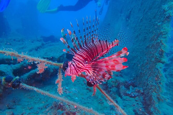 Crete: Scuba Diving for Certified Divers in Chania - What the $168.58 price covers