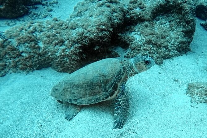 Crete: Scuba Diving for Certified Divers in Chania - Who should book this outing