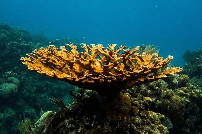 Cruise Excursion – 2 Scuba Dives with transport (for certified divers) - Key points for your Roatan morning