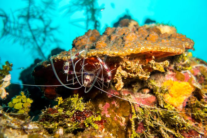 Cruise Excursion – 2 Scuba Dives with transport (for certified divers) - Guides who keep the outing personal