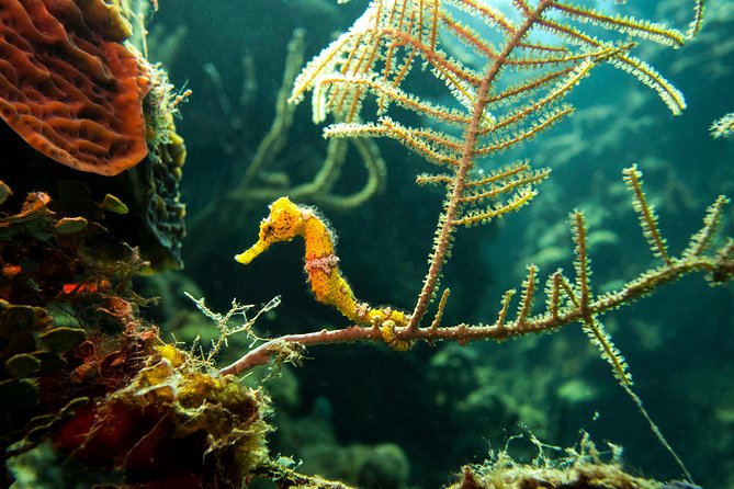 Cruise Excursion – 2 Scuba Dives with transport (for certified divers) - What happens from port pickup to West Bay