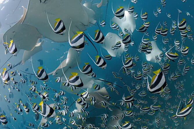 Daily Dive Single Tank Diving - Meeting the certification requirement