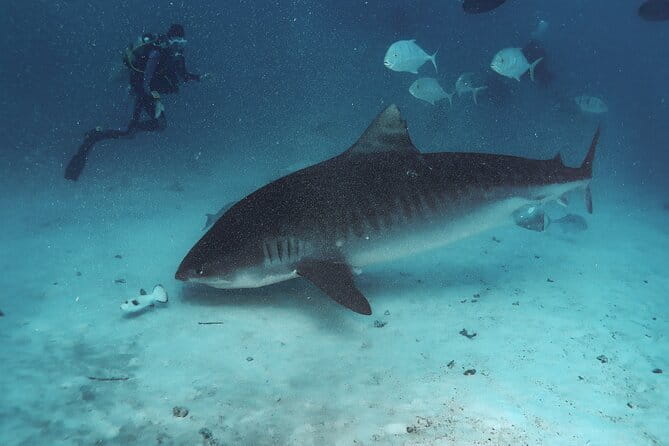 Daily Dive Single Tank Diving - What the two-hour schedule means