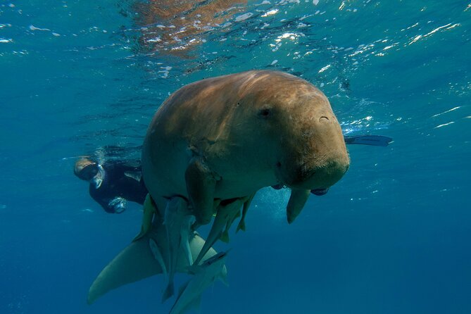 Daily Dive with Dugongs & Turtles at Marsa Mubarak | Marsa Alam - Key points at a glance