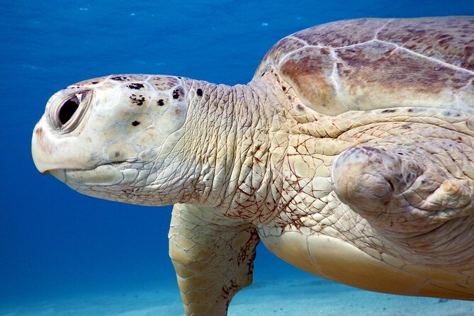 Daily Dive with Dugongs & Turtles at Marsa Mubarak | Marsa Alam - Why Marsa Mubarak is worth your time