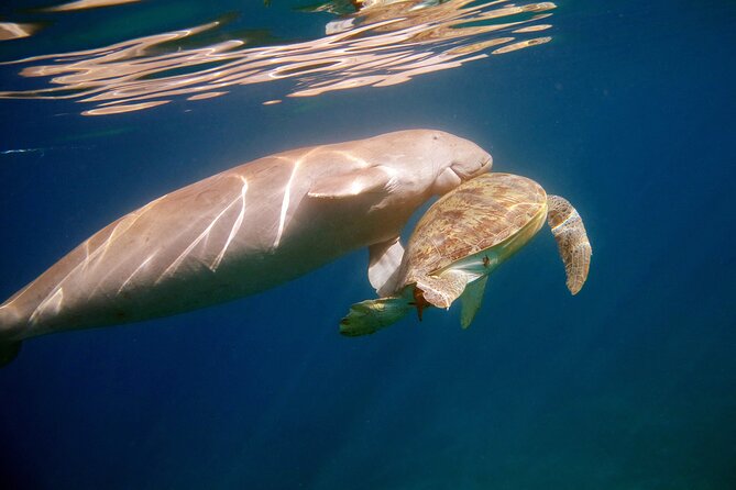 Daily Dive with Dugongs & Turtles at Marsa Mubarak | Marsa Alam - The first underwater outing at 10 to 15 meters