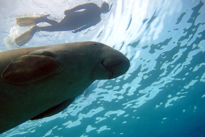 Daily Dive with Dugongs & Turtles at Marsa Mubarak | Marsa Alam - Who should book this Marsa Alam outing