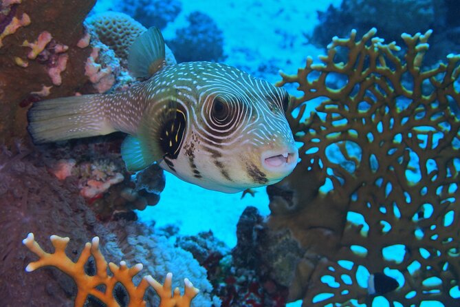 Daily Dive with Dugongs & Turtles at Marsa Mubarak | Marsa Alam - Meeting at Scuba World Divers