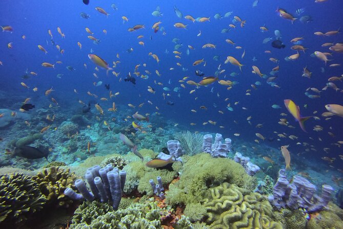 Day Trip Discover Scuba dive in Nusa Penida 2 dives (From Sanur - South Bali) - A beginner-friendly route to Nusa Penida’s reefs