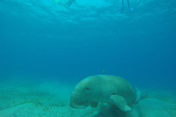 Day trip Snorkel or Dive with Dugong and Turtles - Key points to know before booking