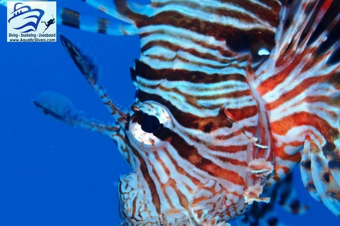 Day trip Snorkel or Dive with Dugong and Turtles - Port Ghalib at 8 a.m. sets the rhythm