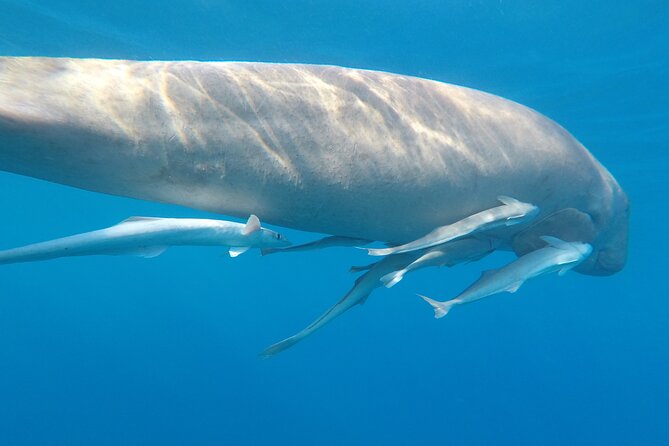 Day trip Snorkel or Dive with Dugong and Turtles - Is $46.74 good value?