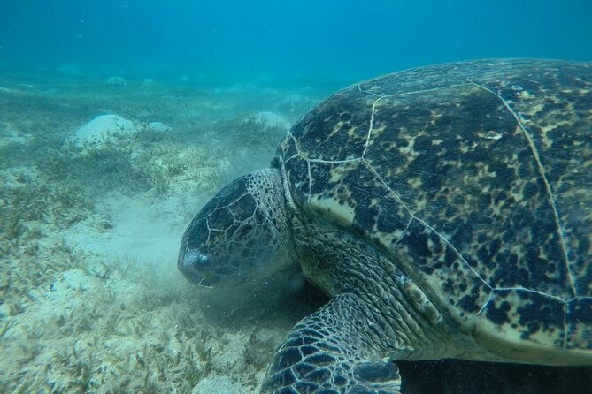 Day trip Snorkel or Dive with Dugong and Turtles - Cruising toward Marsa Mubarak