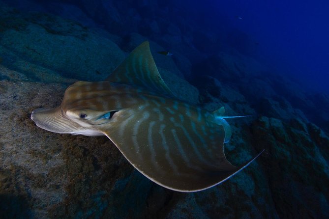 DEEP DIVING SPECIALITY - Discover a new world up to 40m depth ! - What the 40-meter goal really involves