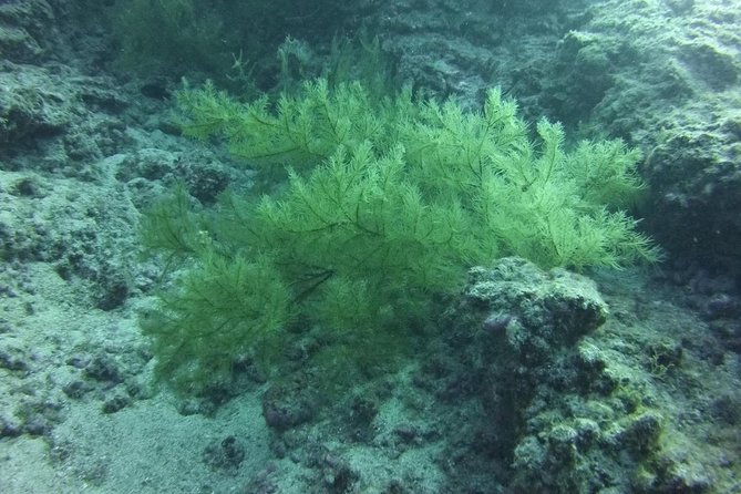 DEEP DIVING SPECIALITY - Discover a new world up to 40m depth ! - A small group changes the whole lesson