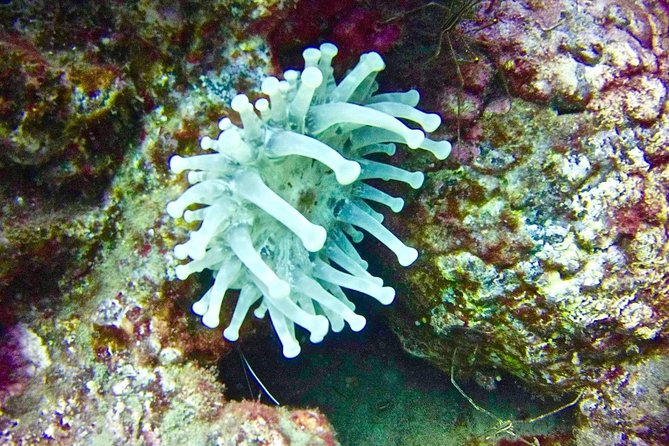 DEEP DIVING SPECIALITY - Discover a new world up to 40m depth ! - Who should book this Tenerife specialty?