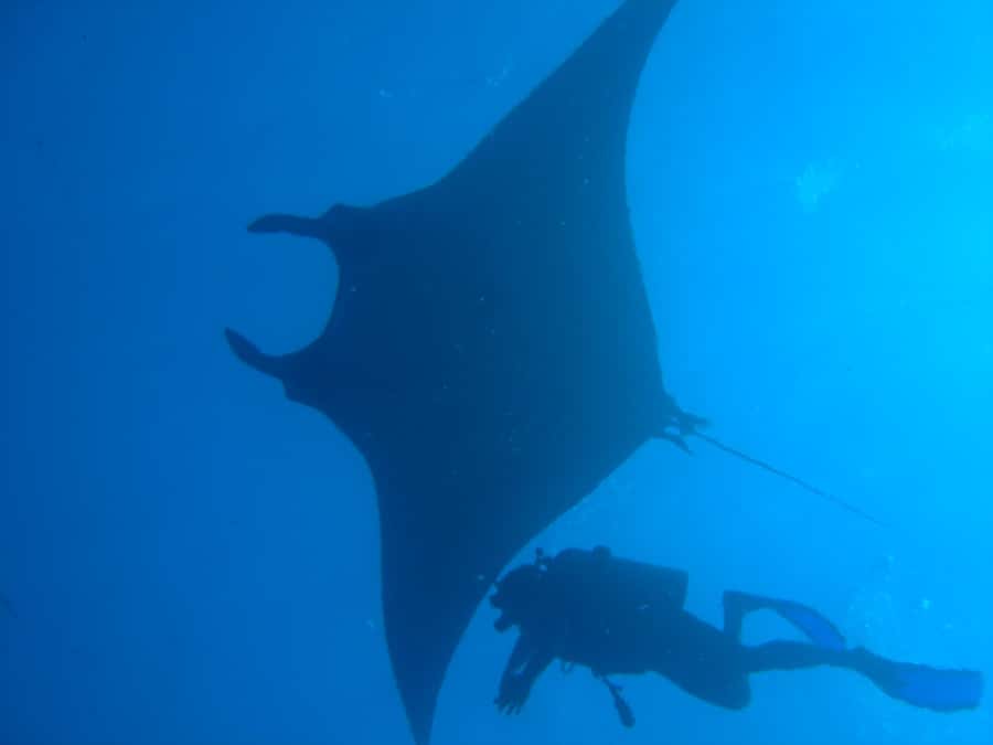 Dimaniyat Islands Scuba Diving Trip - Key points at a glance