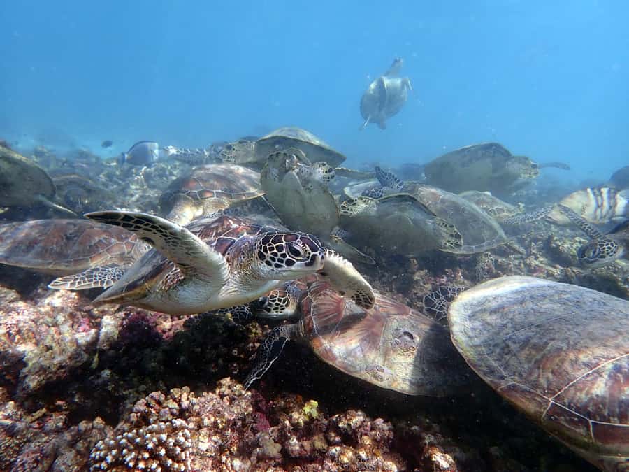 Dimaniyat Islands Scuba Diving Trip - Why the Dimaniyat Islands make a strong morning trip