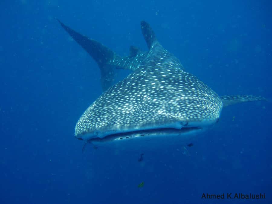 Dimaniyat Islands Scuba Diving Trip - The 8:30 AM boat ride to the reserve