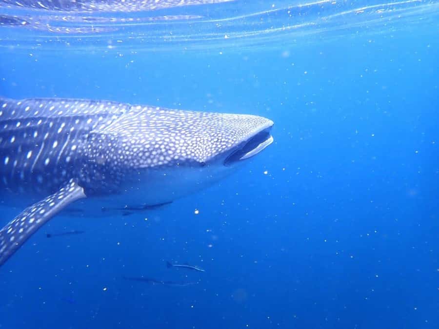 Dimaniyat Islands Scuba Diving Trip - A proper surface break with food and drinks