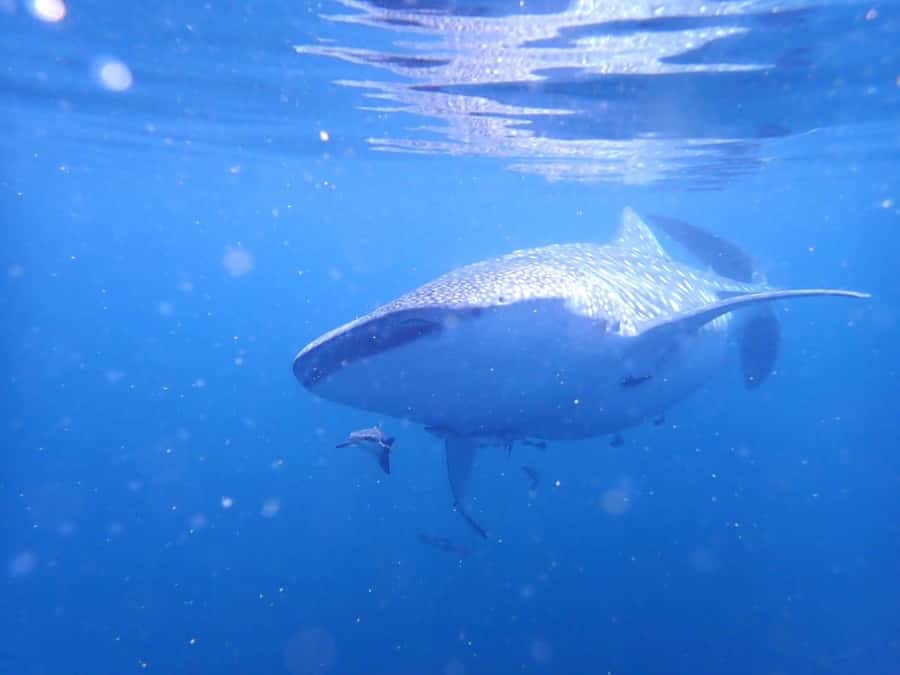 Dimaniyat Islands Scuba Diving Trip - The second site and another full hour underwater
