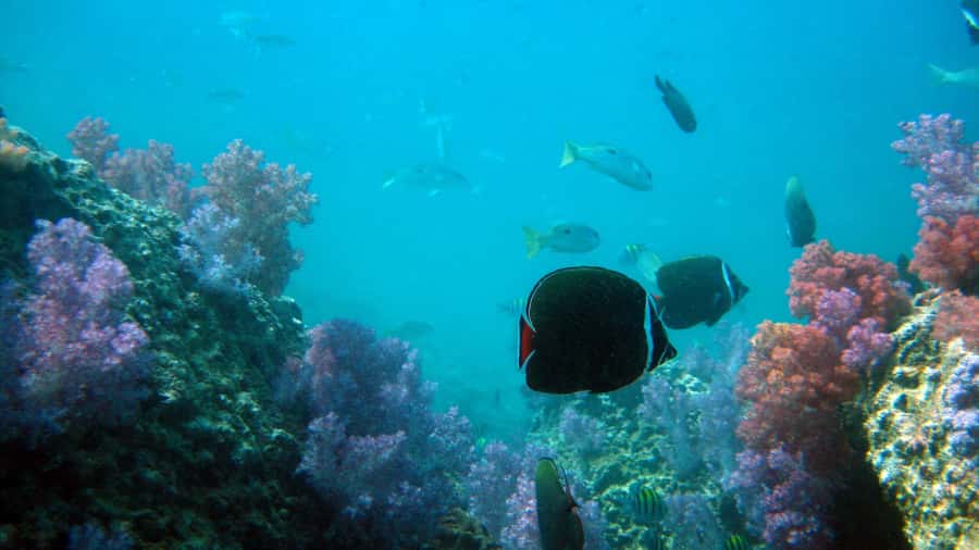 Dimaniyat Islands Scuba Diving Trip - What the $165 price really covers