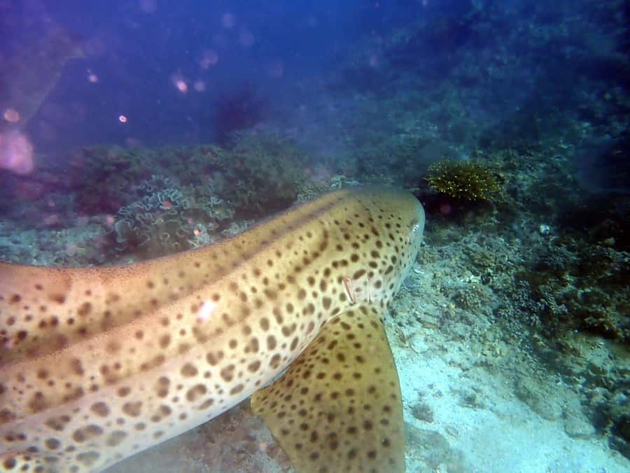 Dimaniyat Islands Scuba Diving Trip - Starting at Rabdan Diving & Sea Tours at 8:00 AM