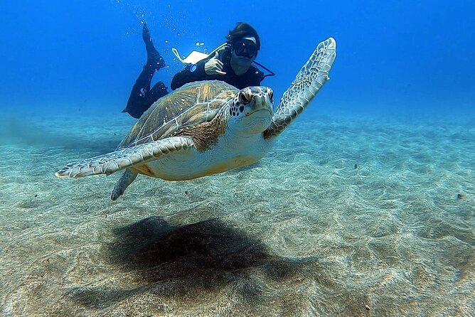 Discover beginner diving in Tenerife - Key points to know before booking
