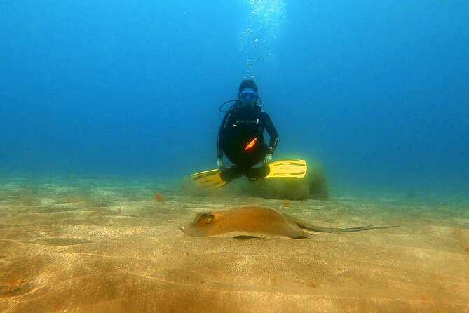 Discover beginner diving in Tenerife - Is $90.02 a fair price?