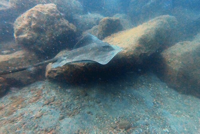 Discover beginner diving in Tenerife - Health rules you should not ignore