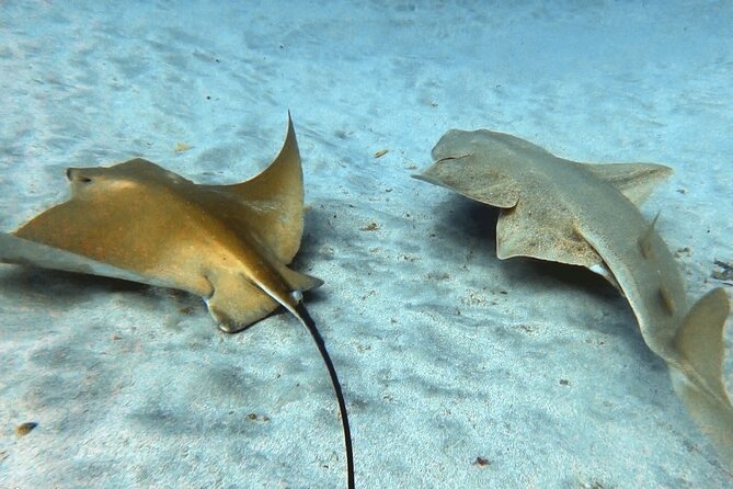 Discover beginner diving in Tenerife - Who will enjoy this experience most