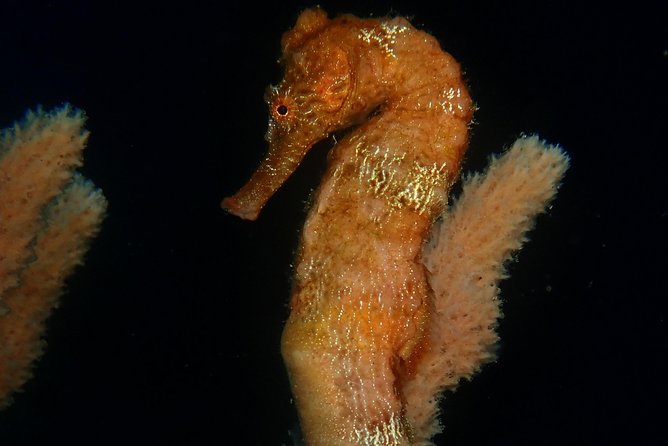Discover Diving in Curacao - What you may see around the Tugboat
