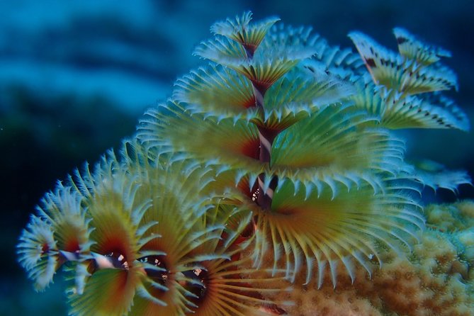 Discover Diving in Curacao - Photos, transport, and cruise-port timing