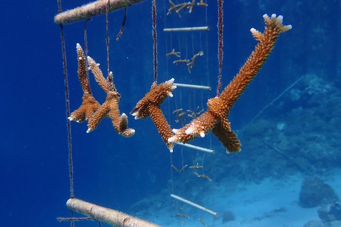 Discover Diving in Curacao - Practical limits to keep in mind