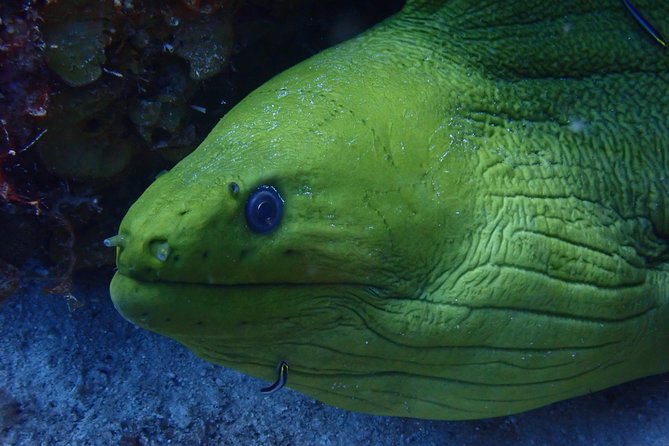 Discover Diving in Curacao - What happens during the four-hour session
