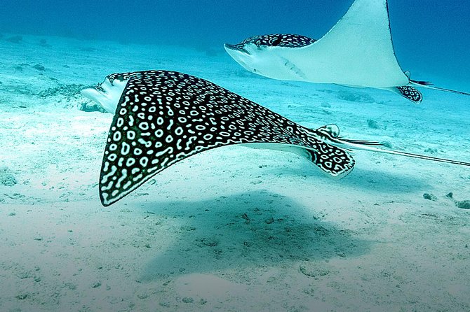 Discover Fajardo: 2-Tank Scuba Diving - What you see below the surface