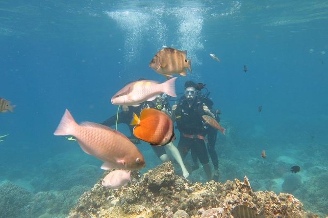 Discover Nha Trang Bay with Scuba Diving Tour - The first coral-reef session near Hon Mun