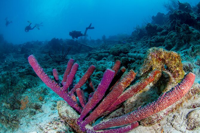 Discover Scuba Dive in Curacao - Who will enjoy this most