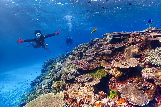 Discover SCUBA Diving 1 DIve 【Minna, Sesoko , Motobu Okinawa】 - Is $142.73 a fair price?