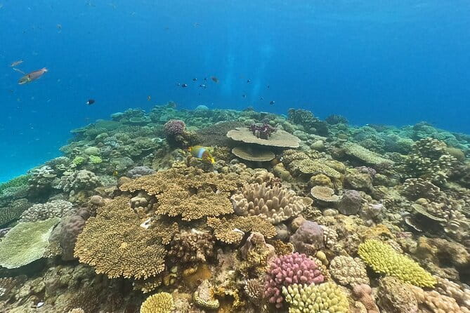 Discover SCUBA Diving 1 DIve 【Minna, Sesoko , Motobu Okinawa】 - Health rules and flight planning