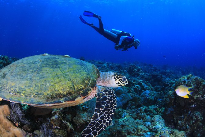 Discover Scuba Diving - Who will get the most from the day