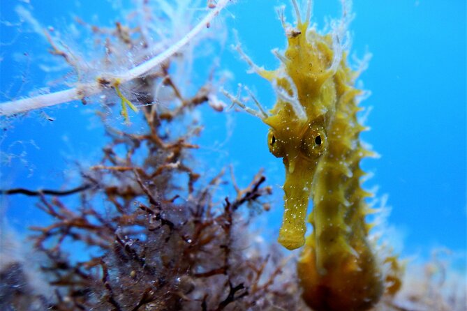 Discover Scuba Diving Adventure in Mykonos - Is $238.94 a fair price?