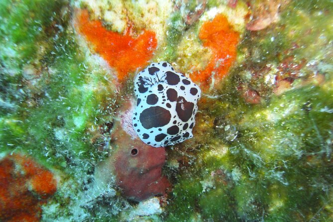 Discover Scuba Diving Adventure in Mykonos - Who will enjoy this most