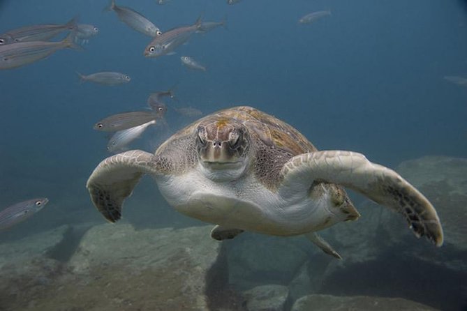 Discover Scuba Diving Adventure in Tenerife - Why this Tenerife experience works for beginners