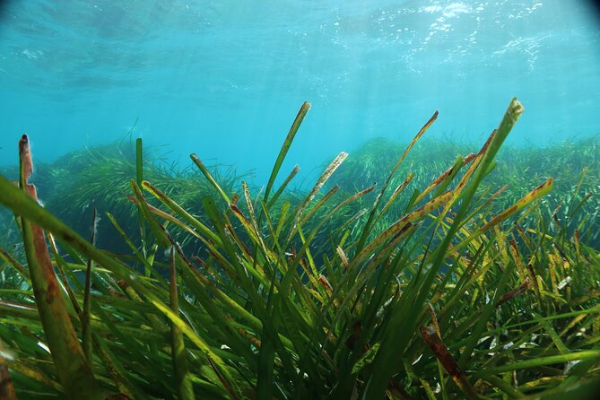 Discover Scuba Diving Amathounta's Ancient Port - Shallow-water practice before the main underwater session