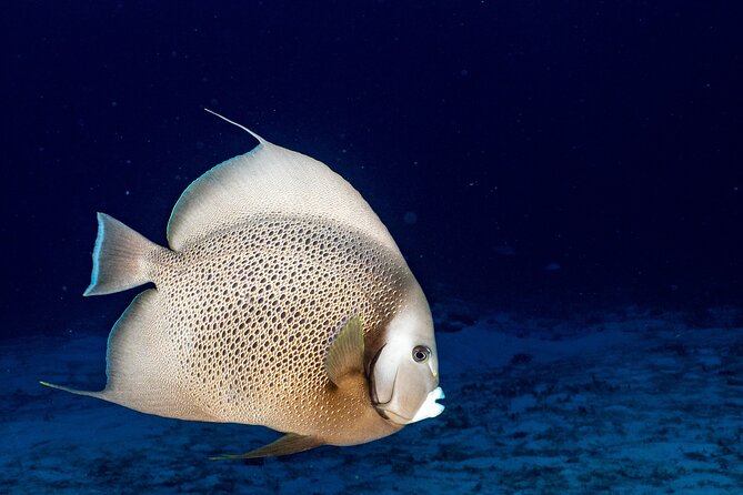 Discover Scuba Diving at Cozumel Marine Park - The marine life you may see